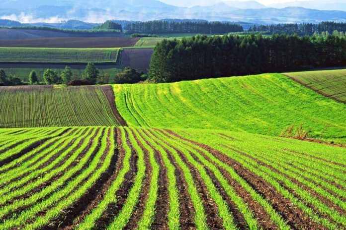 В Україні оформлено більше 450 тисяч угод з купівлі-продажу нерухомості в 2024 році: основний тренд – земля