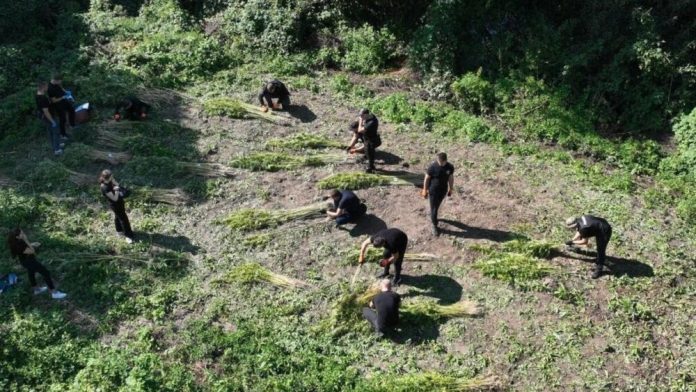 На Хмельниччині викрили угруповання, що збувало амфетамін і канабіс по всій Україні
