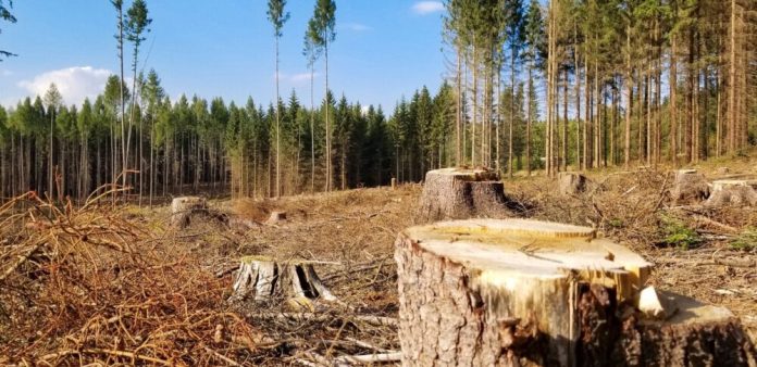 На Волині викрили посадовців, які планували незаконну вирубку дерев на понад 6,5 мільйона гривень