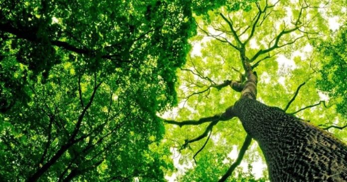 У Києві судитимуть посадовців за порушення екологічних норм