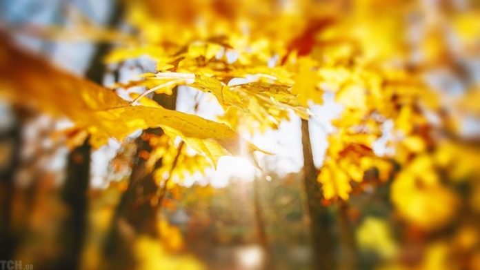 Тепла осіння погода в Україні 31 жовтня: що очікувати від природи?