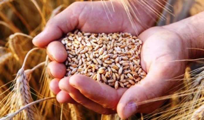 Загроза врожаю: аграрії попереджають про ймовірний дефіцит зерна в Україні